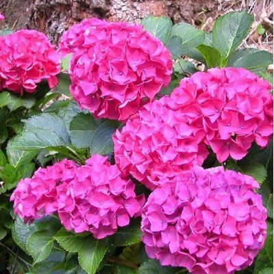 Саженец Гортензии "Альпенглюхен"