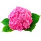 Саженцы Гортензии от питомника в Рощинском