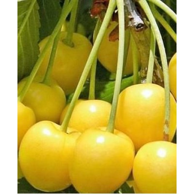 Саженец черешни "Вызнання" Саженец черешни "Вызнання"